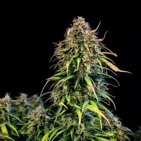 Royal Queen Seeds Haze Berry AUTO - 3 autoflowering Samen