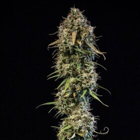 Royal Queen Seeds Haze Berry AUTO - 3 autoflowering Samen