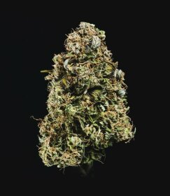 Royal Queen Seeds Haze Berry AUTO - 3 autoflowering Samen