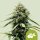 Royal Queen Seeds Haze Berry AUTO - 3 autoflowering Samen