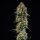 Royal Queen Seeds Haze Berry AUTO - 3 autoflowering Samen