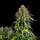 Royal Queen Seeds Haze Berry AUTO - 3 automatisierte Samen