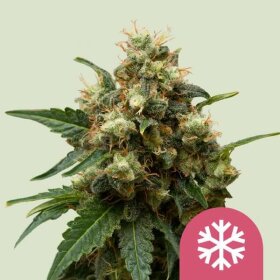 Royal Queen Seeds Ice - 3 feminized seeds