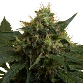 Royal Queen Seeds Ice - 3 feminisierte Samen