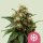 Royal Queen Seeds Ice - 3 feminisierte Samen