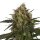 Royal Queen Seeds Ice - 3 feminisierte Samen