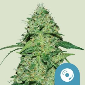 Royal Queen Seeds Joannes CBD - 3 feminized seeds