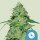 Royal Queen Seeds Joannes CBD - 3 feminisierte Samen