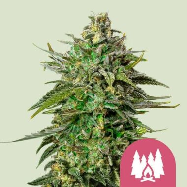 Royal Queen Seeds Larry OG - 3 feminisierte Samen