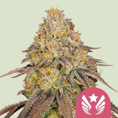 Royal Queen Seeds Legendary OG Punch - 3 feminisierte Samen