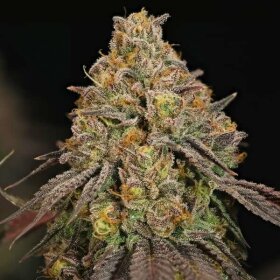 Royal Queen Seeds Legendary OG Punch - 3 feminisierte Samen