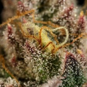 Royal Queen Seeds Legendary OG Punch - 3 feminisierte Samen