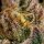 Royal Queen Seeds Legendary OG Punch - 3 feminisierte Samen