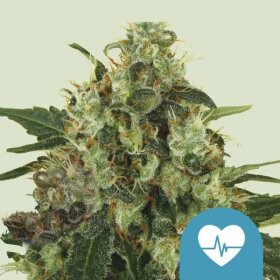 Royal Queen Seeds Medical Mass CBD - 3 feminisierte Samen