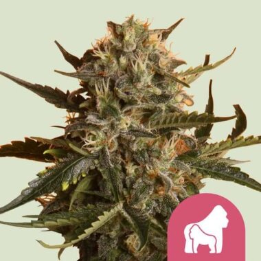 Royal Queen Seeds Mother Gorilla (Ehemals Royal Madre) -...