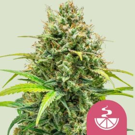 Royal Queen Seeds Lemon Skunk - 3 feminisierte Samen