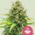 Royal Queen Seeds Lemon Skunk - 3 feminisierte Samen