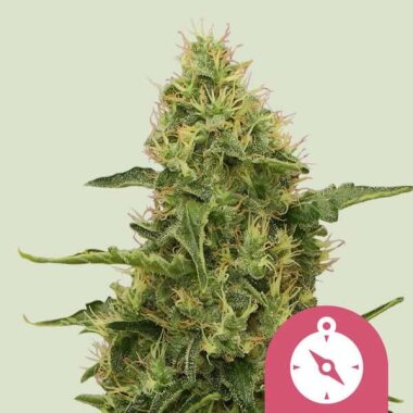 Royal Queen Seeds Northern Light - 3 feminisierte Samen