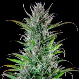 Royal Queen Seeds Northern Light - 3 feminisierte Samen