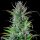 Royal Queen Seeds Northern Light - 3 feminisierte Samen