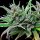 Royal Queen Seeds Northern Light - 3 feminisierte Samen