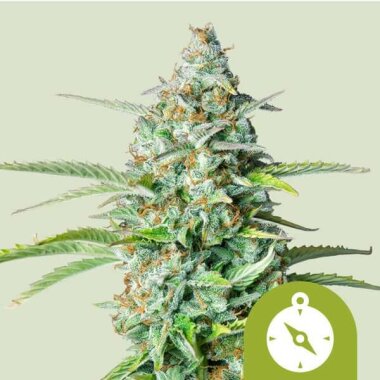 Royal Queen Seeds Northern Light AUTO - 3 autoflowering...