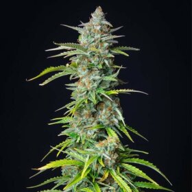 Royal Queen Seeds Northern Light AUTO - 3 automatisierte Samen