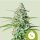 Royal Queen Seeds Northern Light AUTO - 3 autoflowering Samen