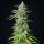 Royal Queen Seeds Northern Light AUTO - 3 autoflowering Samen