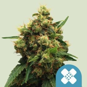 Royal Queen Seeds Painkiller XL CBD - 3 feminisierte Samen