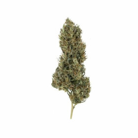 Royal Queen Seeds Painkiller XL CBD - 3 feminisierte Samen