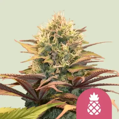 Royal Queen Seeds Pineapple Kush - 3 feminisierte Samen