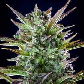 Royal Queen Seeds Pineapple Kush - 3 feminisierte Samen