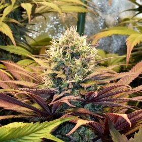 Royal Queen Seeds Pineapple Kush - 3 feminisierte Samen