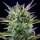 Royal Queen Seeds Pineapple Kush - 3 feminisierte Samen