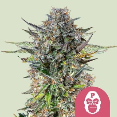 Royal Queen Seeds Pink Gorilla - 3 feminisierte Samen