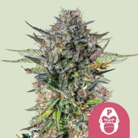 Royal Queen Seeds Pink Gorilla - 3 feminisierte Samen