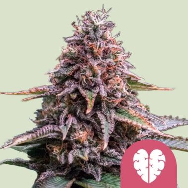 Royal Queen Seeds Pink Mist - 3 feminisierte Samen