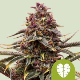 Royal Queen Seeds Pink Mist AUTO - 3 automatisierte Samen