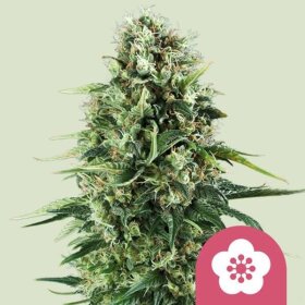 Royal Queen Seeds Ice - 3 feminisierte Samen