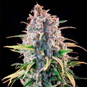 Royal Queen Seeds Ice - 3 feminisierte Samen