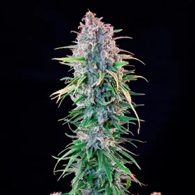 Royal Queen Seeds Ice - 3 feminisierte Samen