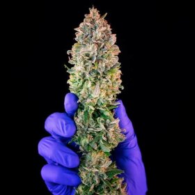 Royal Queen Seeds Ice - 3 feminisierte Samen