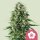 Royal Queen Seeds Ice - 3 feminisierte Samen