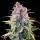 Royal Queen Seeds Ice - 3 feminisierte Samen