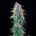 Royal Queen Seeds Ice - 3 feminisierte Samen