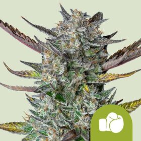 Royal Queen Seeds Purple Punch AUTO - 3 automated seeds