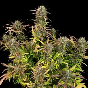 Royal Queen Seeds Purple Punch AUTO - 3 autoflowering Samen