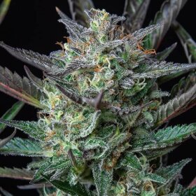 Royal Queen Seeds Purple Punch AUTO - 3 automatisierte Samen