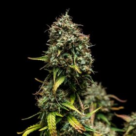 Royal Queen Seeds Purple Punch AUTO - 3 automatisierte Samen